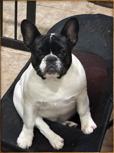 female pup 1.png